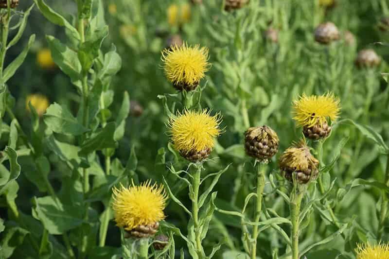 Sensitive Neptunia (Neptunia Oleracea)