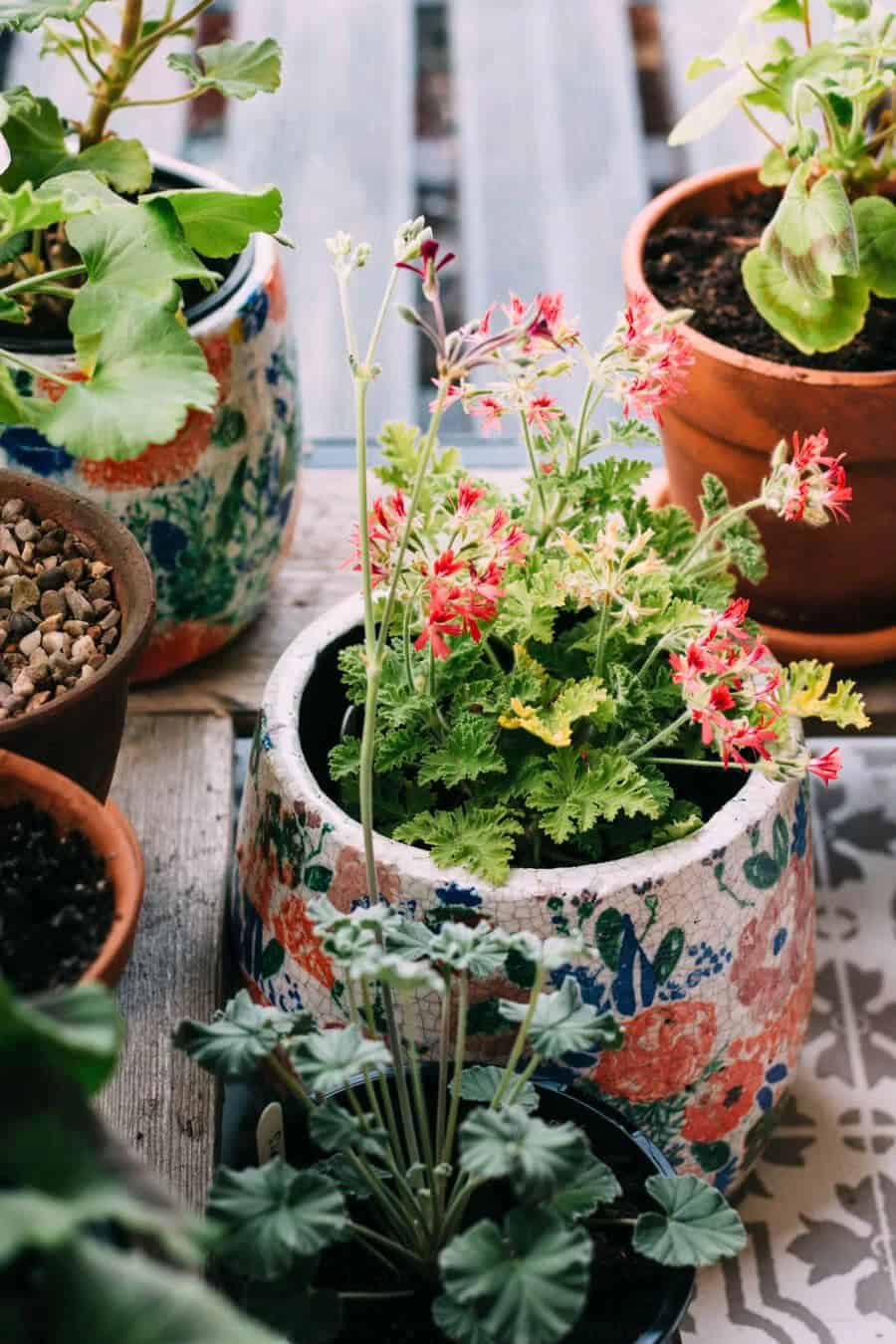 Elegant Floral Themed Potted Plant