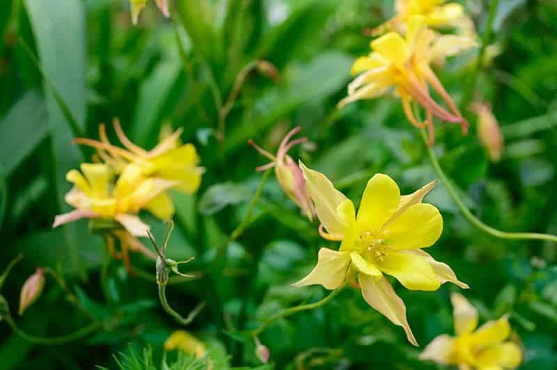 Columbine (Aquilegia Chrysantha ‘Yellow Queen’)