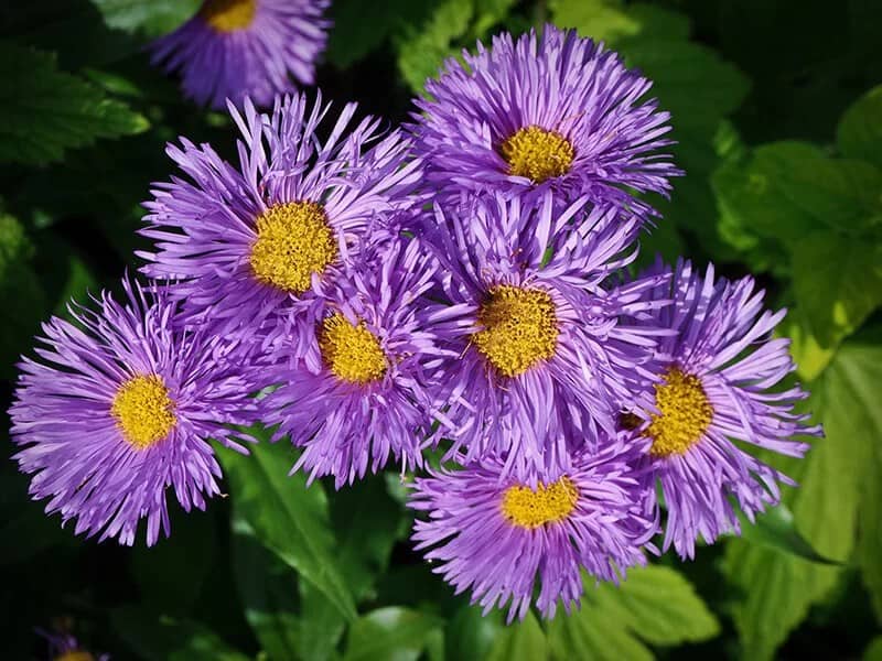 Prairie Star (Symphyotrichum novae-angliae)