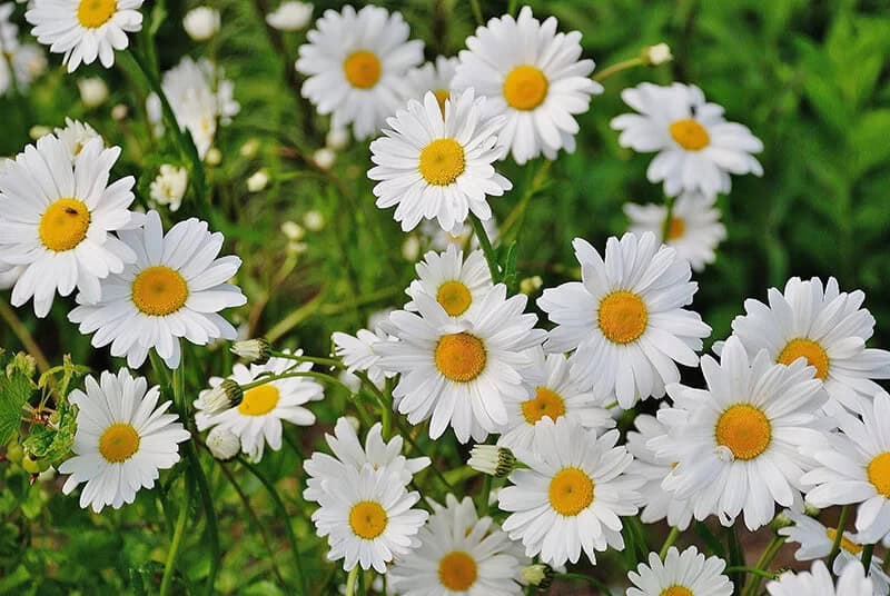 Marguerite Daisy (Argyranthemum frutescens “Paris Daisy”)