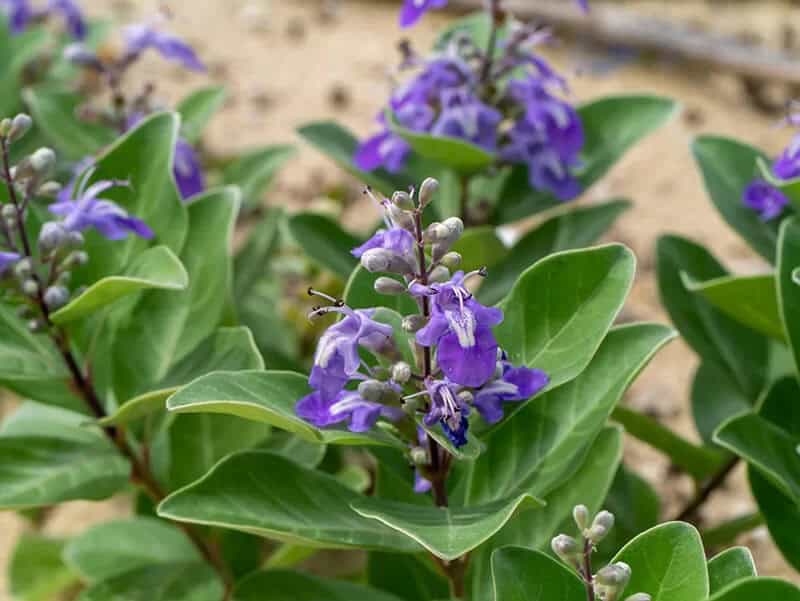 Roundleaf Chastetree (Vitex Rotundifolia)