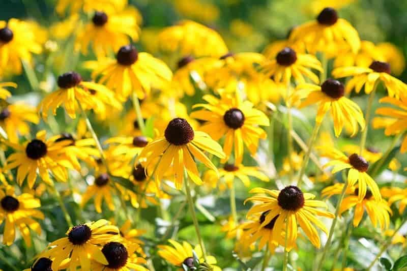 Black-Eyed Susans (Rudbeckia Hirta)