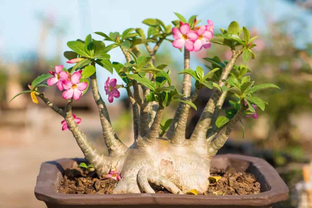 Desert Rose (Adenium obesum)