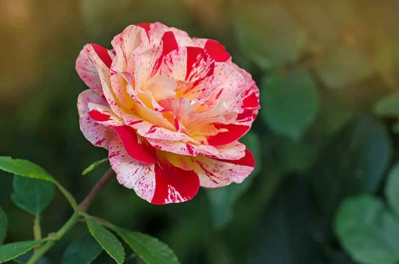 Floribunda Rose (Rosa ‘Jacpurr’ Purple Tiger)