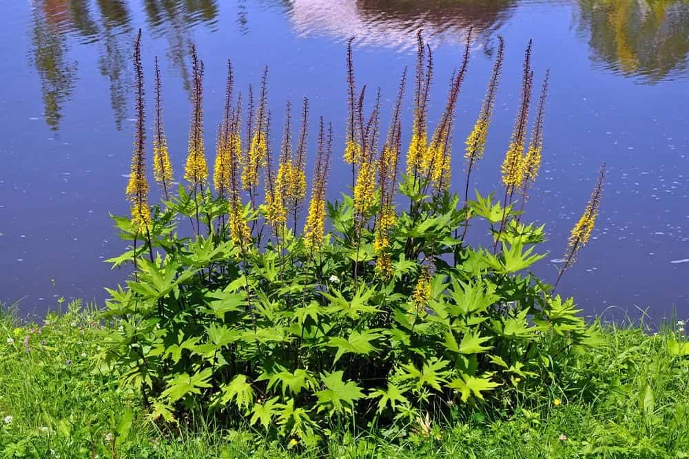 Leopard Plant (Ligularia)