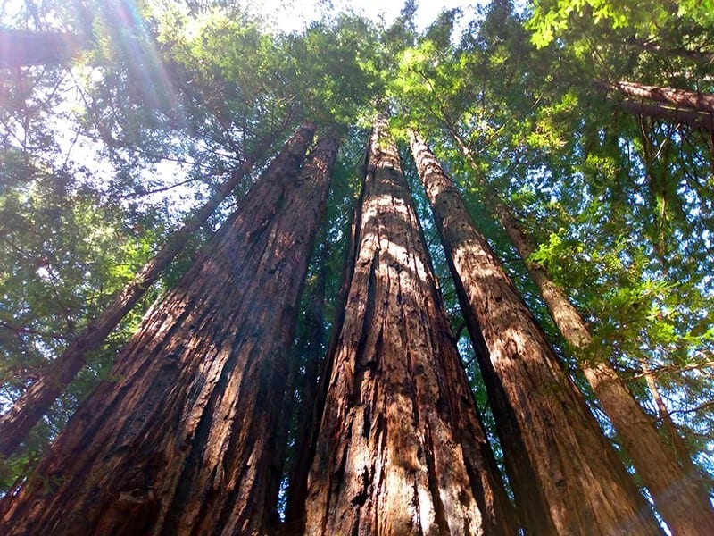 The Coast Redwood (Sequoia Sempervirens)