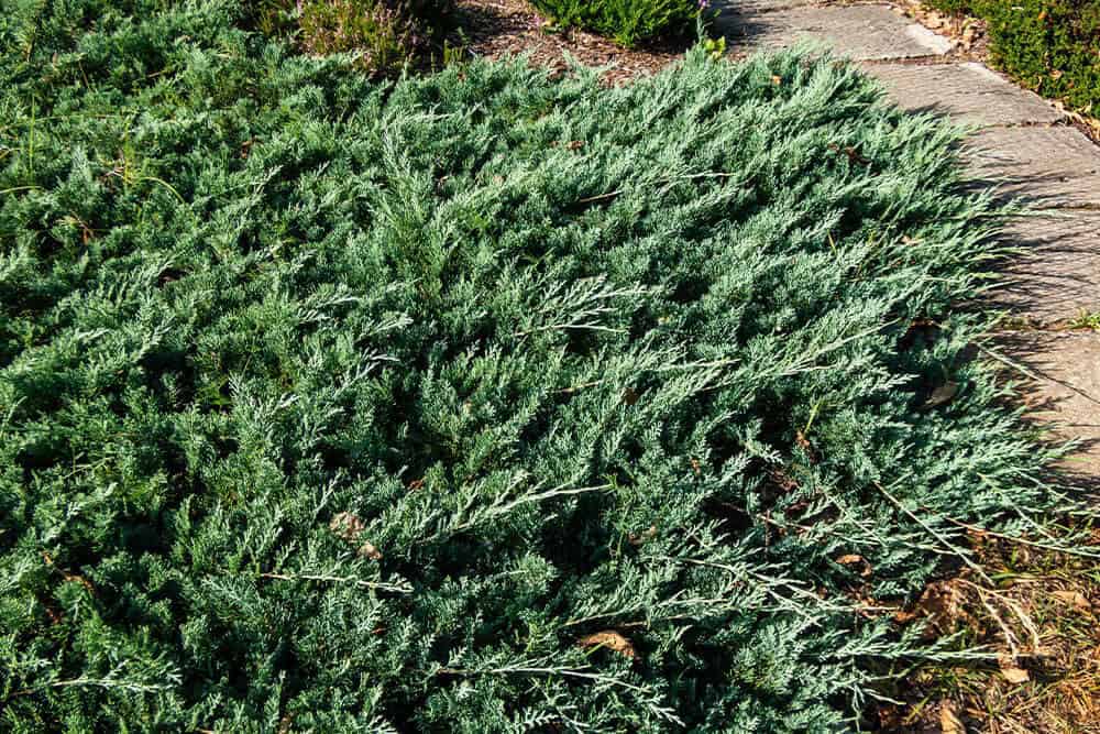 Creeping Juniper (Juniperus horizontalis)