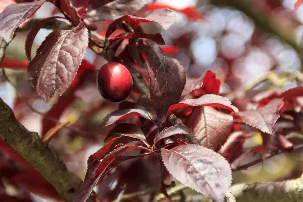 Purple leaf plum (Prunus cerasifera)