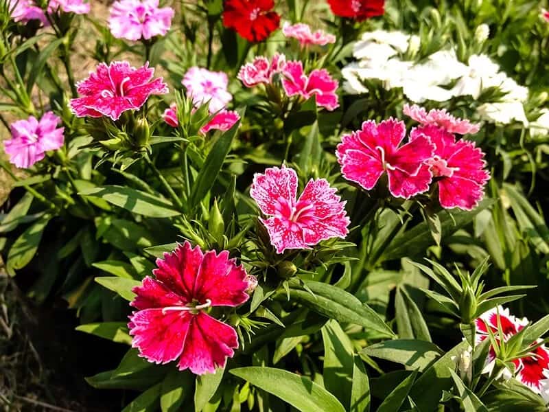 French Mignonette (Dianthus Chinensis)