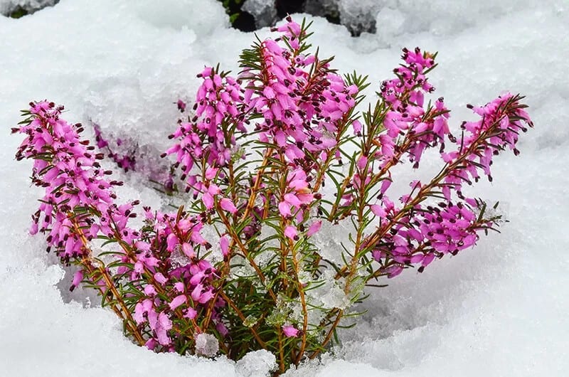 Winter Heath (Erica Carnea ‘Springwood Pink’)