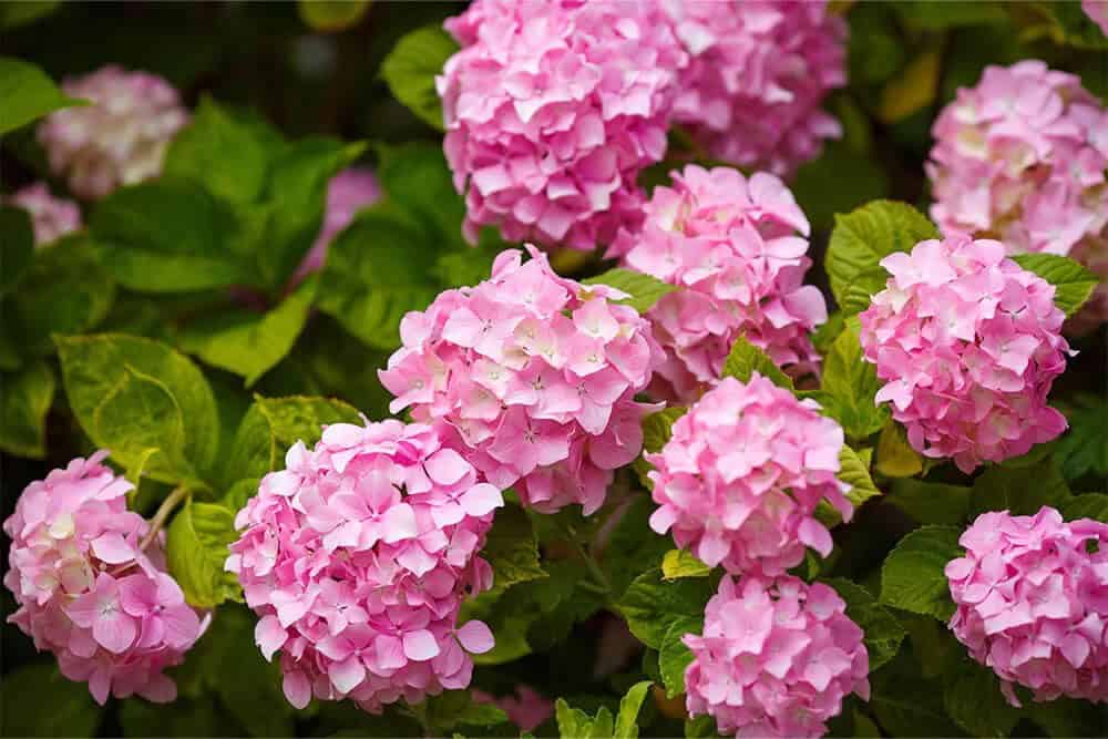 Hydrangea (Hydrangea macrophylla)