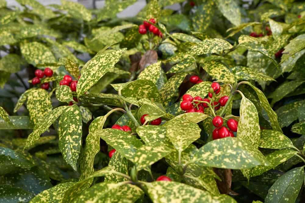 Spotted Laurel (Aucuba japonica)