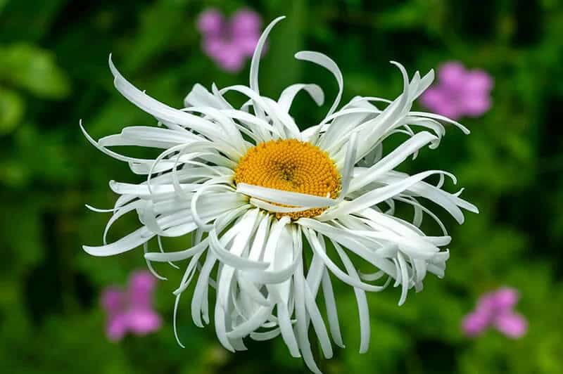 Shasta Daisy (Leucanthemum × Superbum ‘Beaute Nivelloise’)