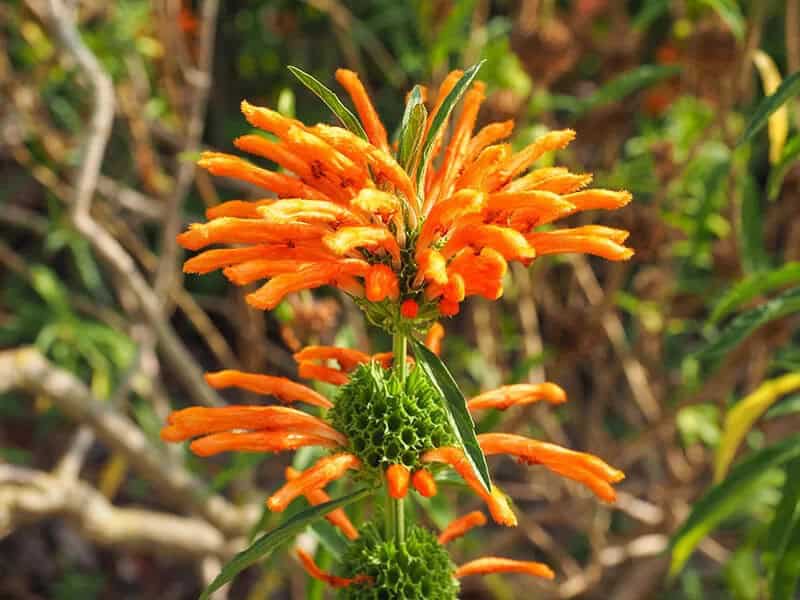 Lion’s Tail (Scientific Name: Leonotis Leonurus)