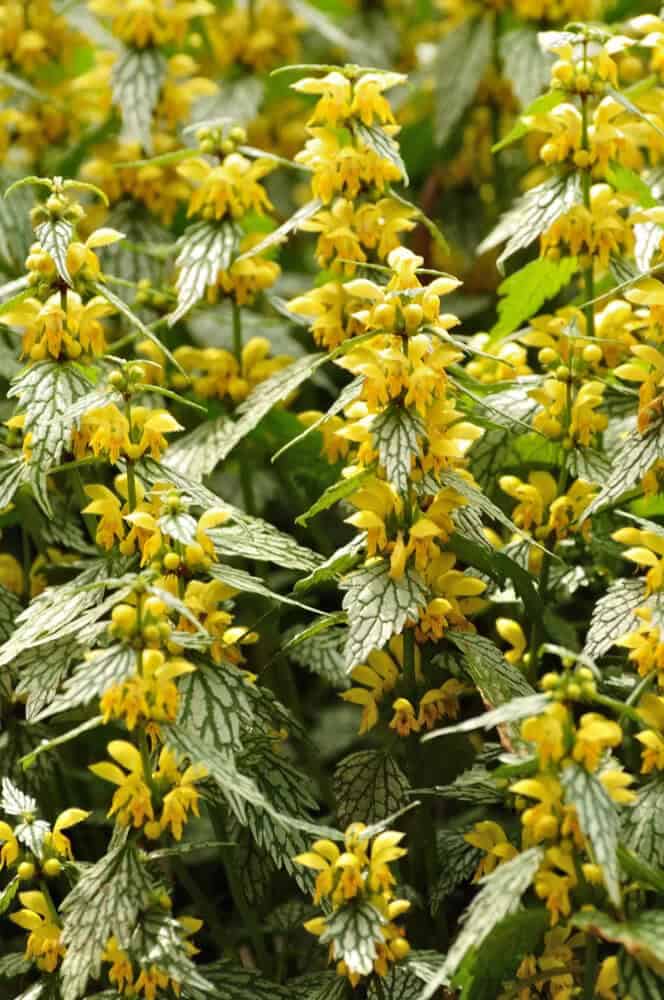 Yellow Archangel (Lamiastrum galeobdolon)