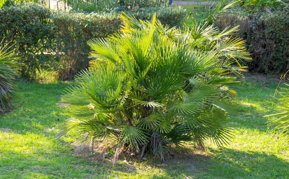 European Fan Palm (Chamaerops humilis)