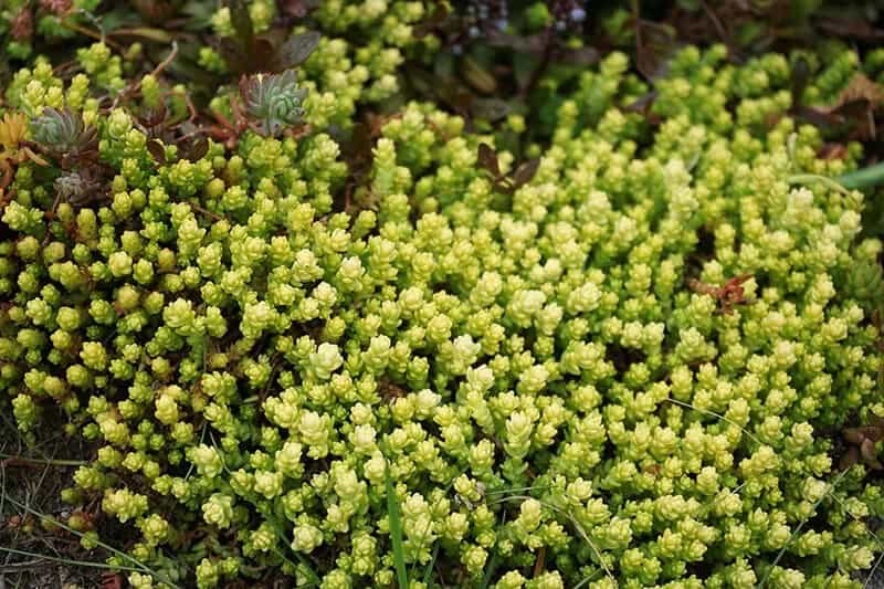 Sedum (Genus Sedum “Stonecrop”)