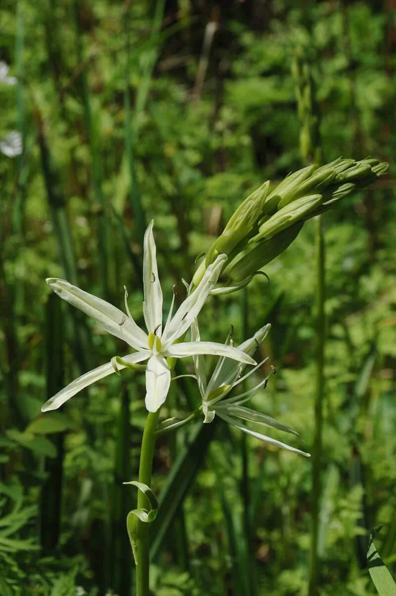 White Camassia Lily (Camassia Leichtlinii Alba)