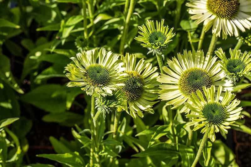 Coneflower (Echinacea Purpurea ‘Green Jewel’)