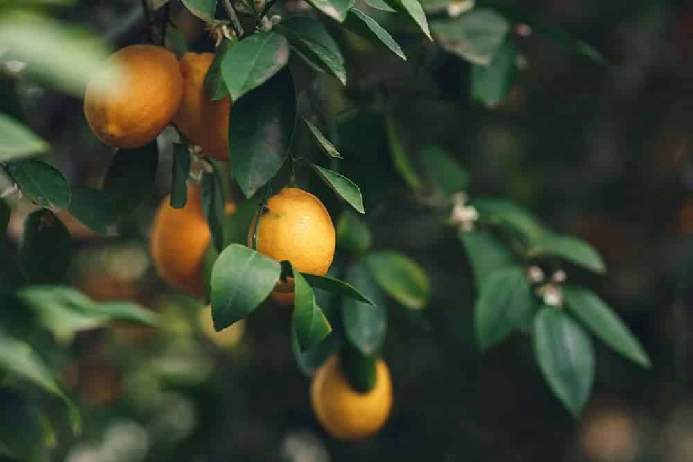 Meyer Lemon (Citrus × meyeri)