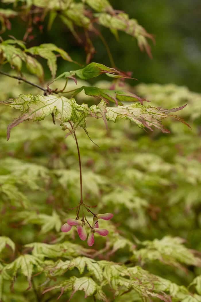 Peaches and Cream Japanese Maple (Acer palmatum ‘Peaches and Cream’)