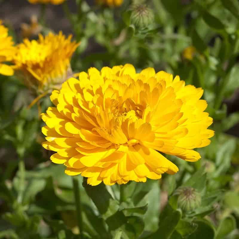 Calendula (Calendula Officinalis)