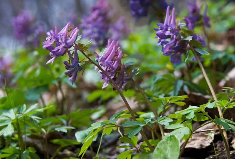 Corydalis (Corydalis)