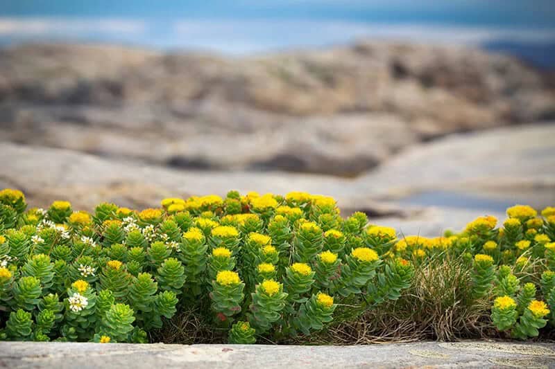 Meadow Saffron (Rhodiola Rosea)