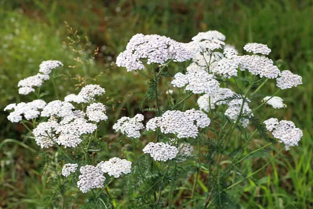 Yarrow (Achillea spp.)