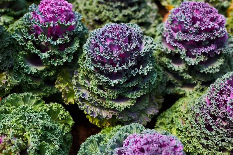 Ornamental Cabbage (Brassica Oleracea)