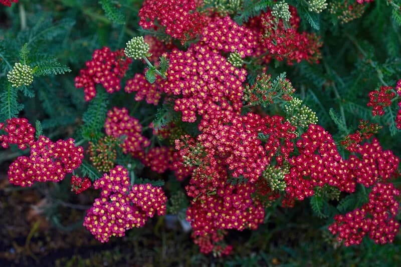 Yarrow (Achillea Millefolium ‘Paprika’)