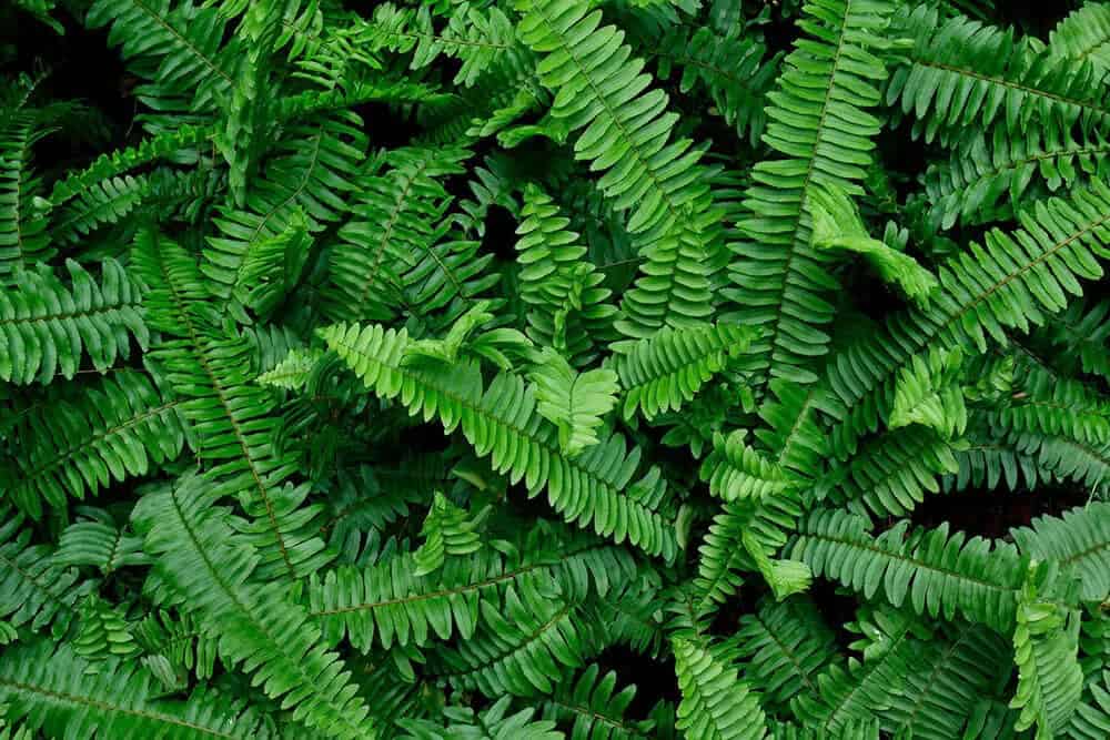 Western Sword Fern (Polystichum munitum)