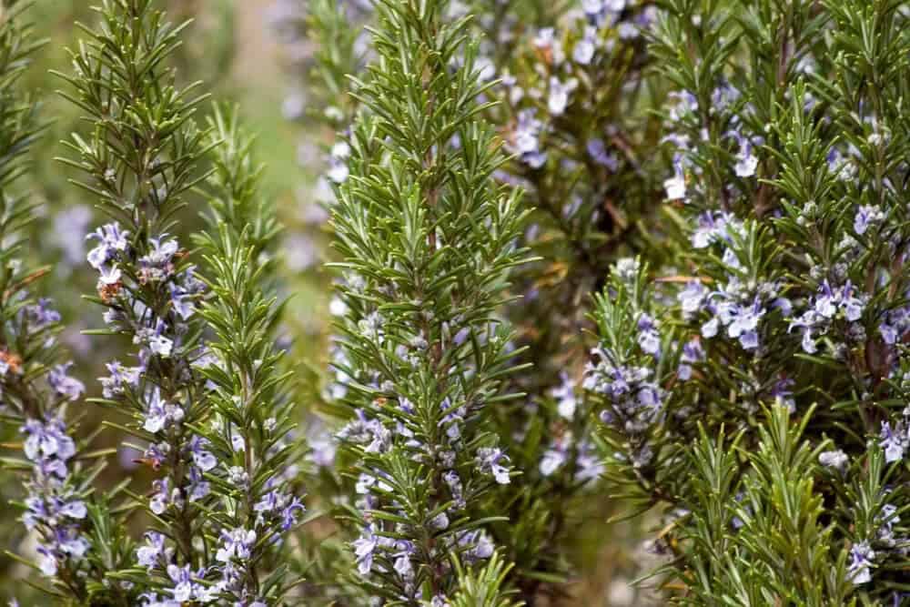 Rosemary (Salvia rosmarinus)