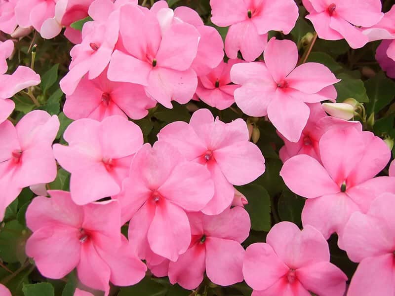 Impatiens (Impatiens Walleriana)