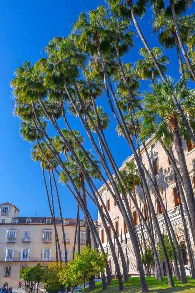 Mexican Fan Palm (Washingtonia robusta)