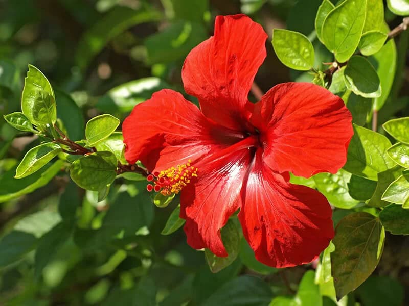 Hibiscus (Hibiscus Syriacus)