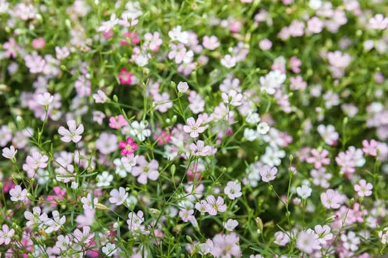 Baby’s Breath (Gypsophila Paniculata ‘Bristol Fairy’)