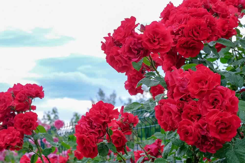 Red Climbing Rose “Amadeus” (Rosa “Amadeus”)