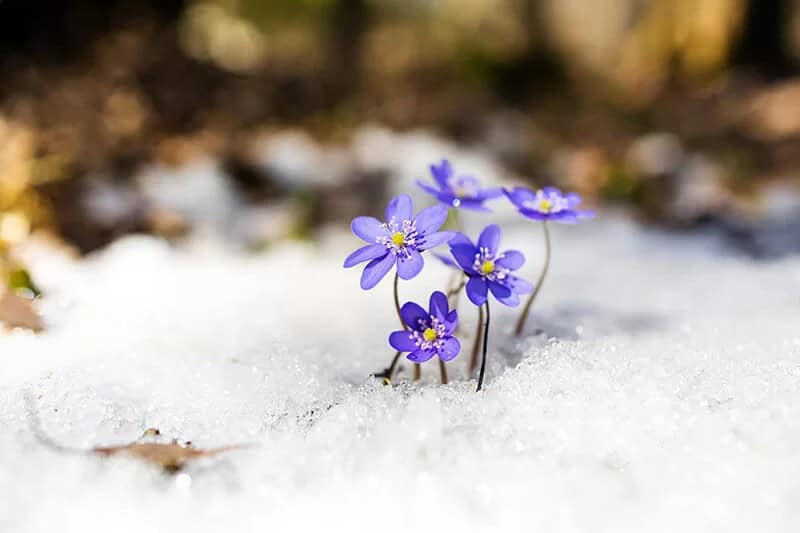 Hepatica (Hepatica Transsilvanica)