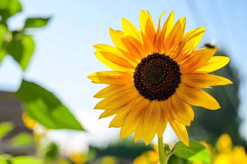 Sunflower (Helianthus)