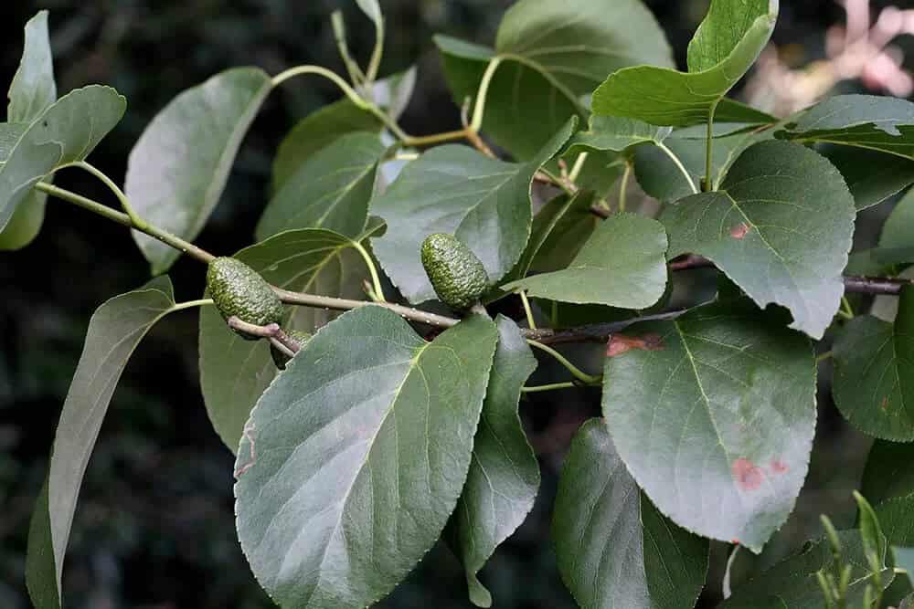 Italian Alder (Alnus cordata)