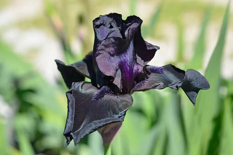 Black Bearded Iris