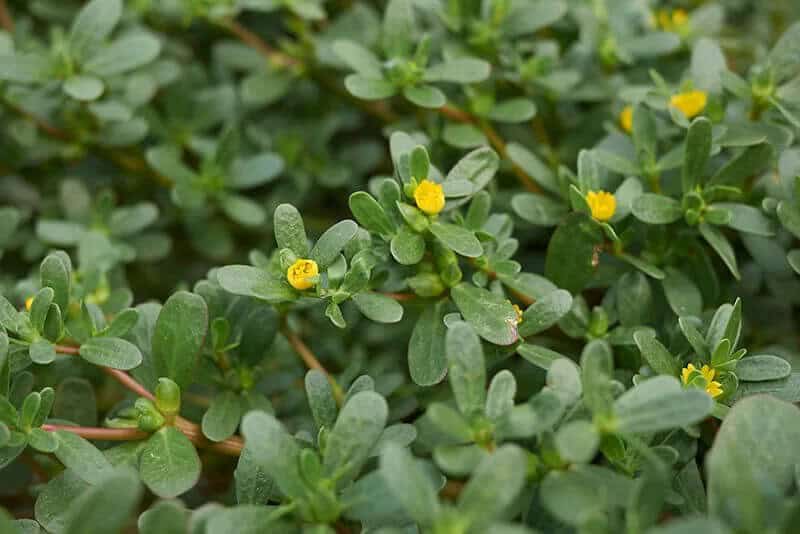 Moss Rose (Portulaca Grandiflora)