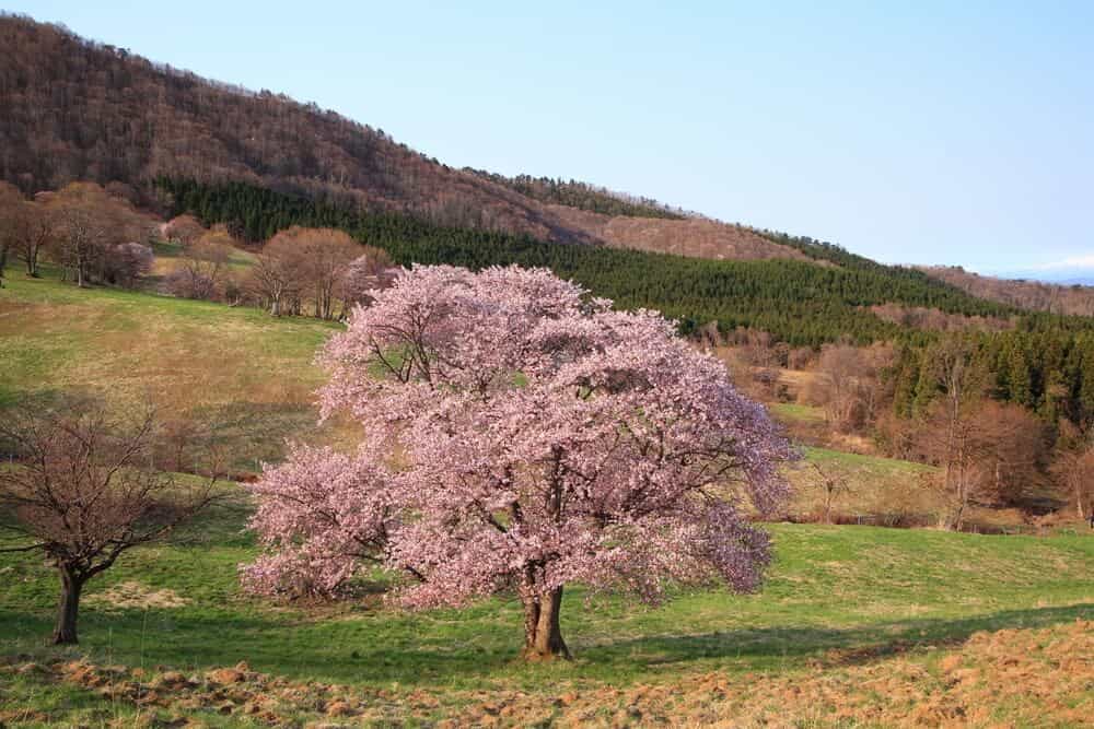 Sargent Cherry (Prunus sargentii)