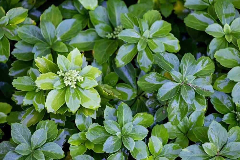 Pachysandra (Pachysandra terminalis)