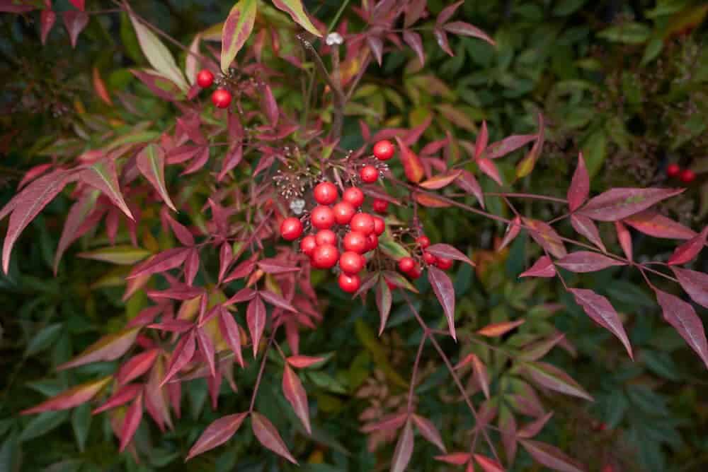 Heavenly Bamboo (Nadina domestica)