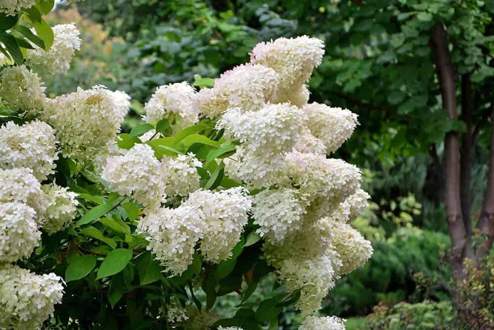 Hydrangea (Hydrangea paniculata)