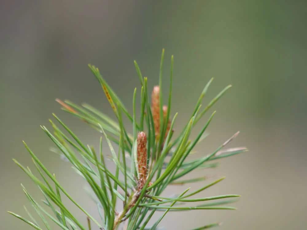 Scots Pine (Pinus sylvestris)