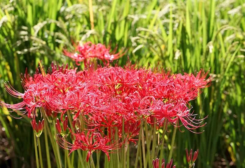 Spider Lily (Lycoris Radiata)